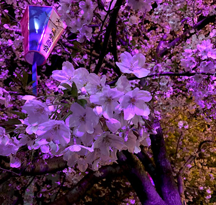 大岡川　桜